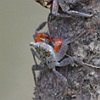 vogelnaam
