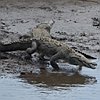 vogelnaam