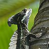 vogelnaam