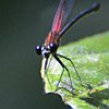 vogelnaam