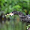 vogelnaam