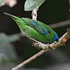 vogelnaam