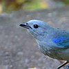 vogelnaam