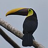 vogelnaam