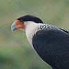 vogelnaam