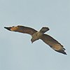 vogelnaam