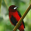 vogelnaam