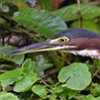 vogelnaam