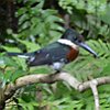 vogelnaam