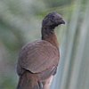 vogelnaam