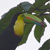 vogelnaam