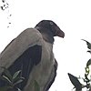vogelnaam