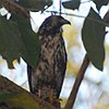vogelnaam