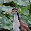vogelnaam
