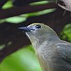 vogelnaam