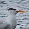 vogelnaam