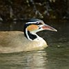 vogelnaam