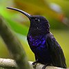 vogelnaam