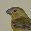 vogelnaam